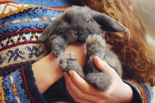 ik wil zó graag een konijntje!