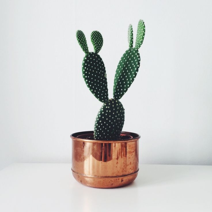 Liefde voor | cactussen en plantjes!